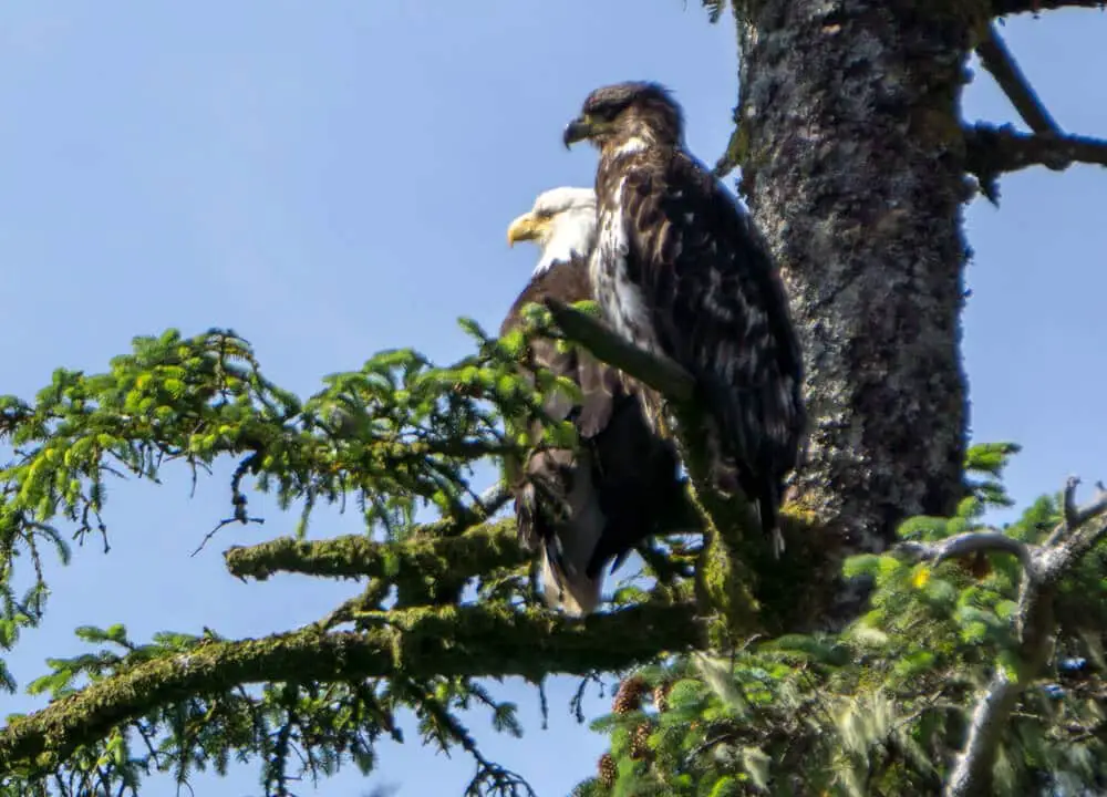 do-female-bald-eagles-have-white-heads