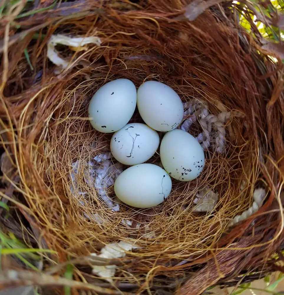 finch eggs for sale near me