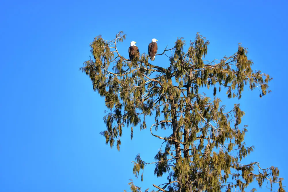 do-female-bald-eagles-have-white-heads