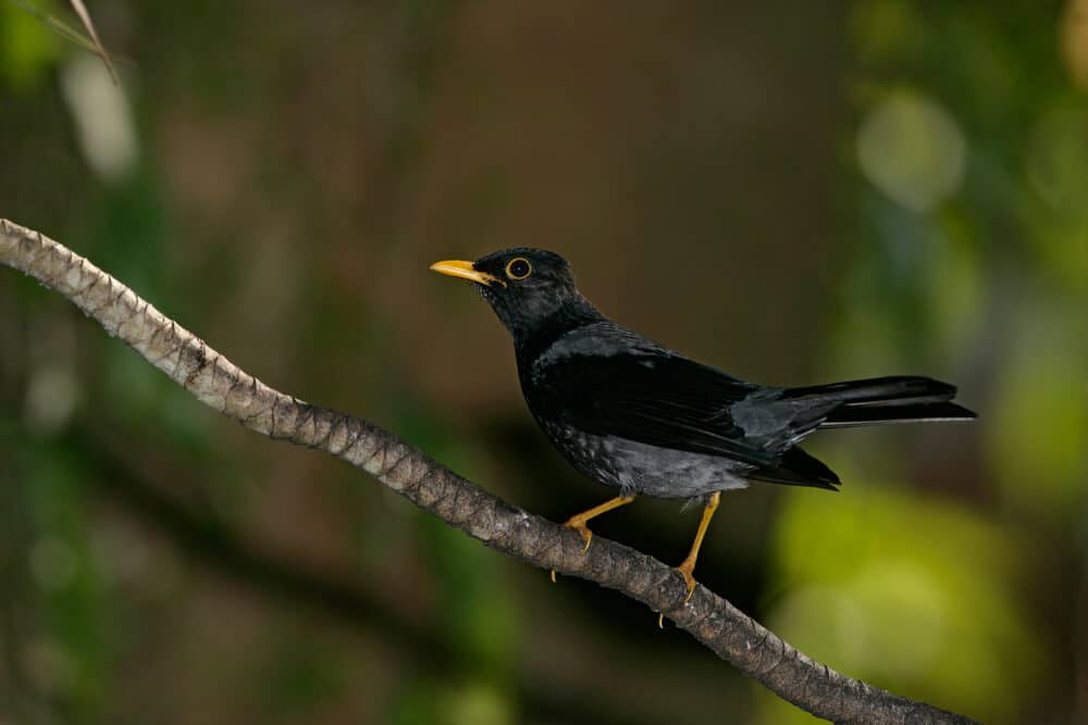 yellow-legged-thrush