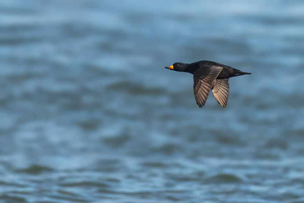 black-scoter