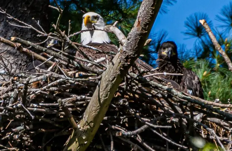 how-long-do-bald-eagles-stay-with-their-parents
