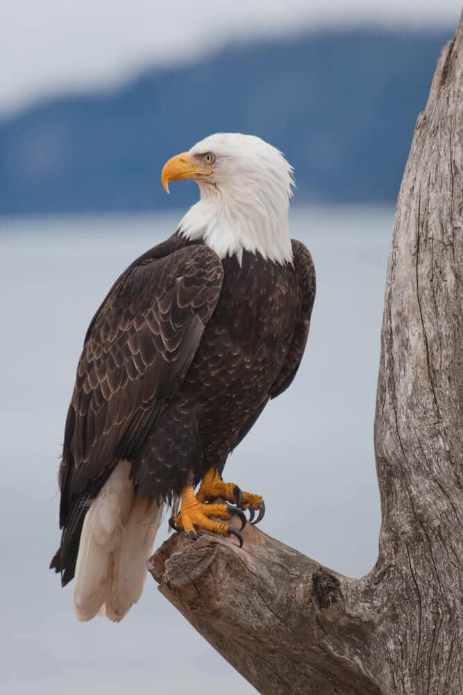 do-female-bald-eagles-have-white-heads
