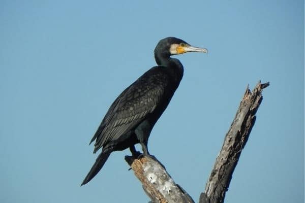 great-cormorant