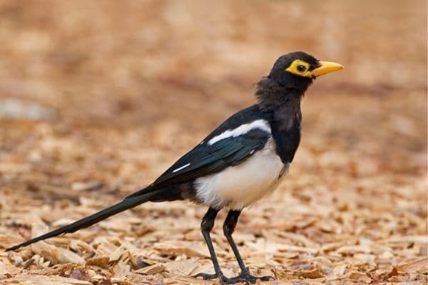 yellow-billed-magpie