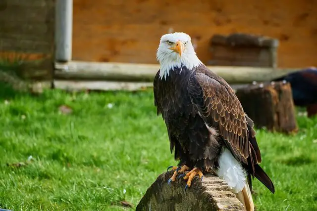 bald-eagle