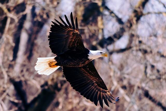 bald-eagle-flying