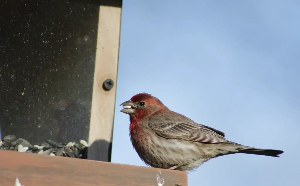 house-finch