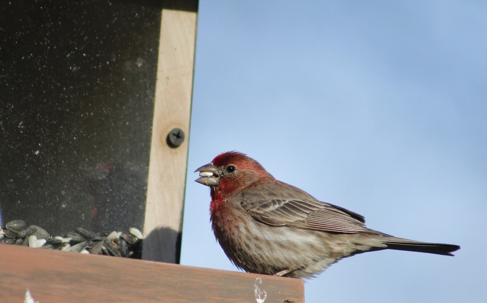 Why Would A House Finch Abandon Its Nest? (Explained!) - Bird Avid