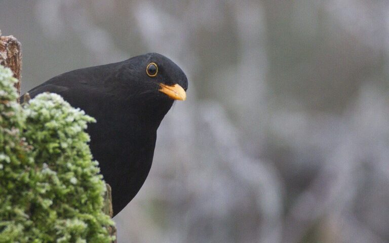 black-bird-with-yellow-beak