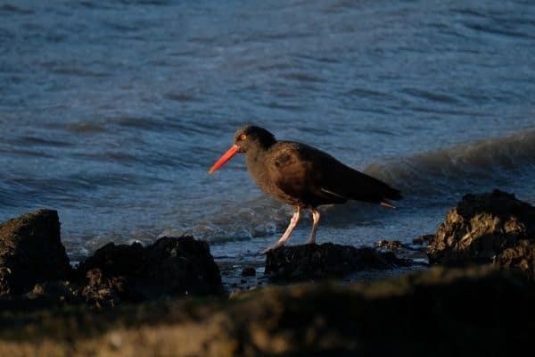 black-oystercatcher