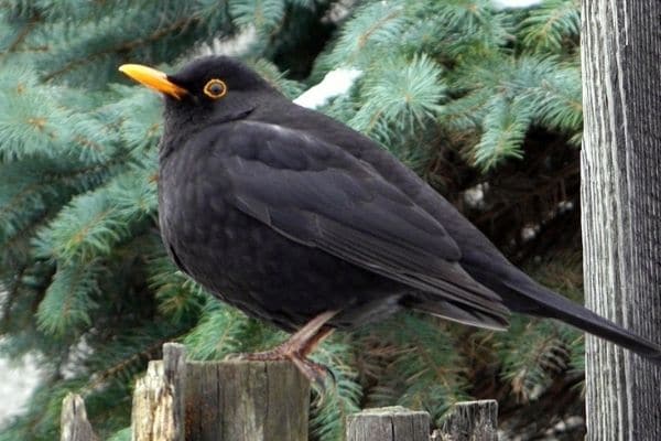 black-thrush