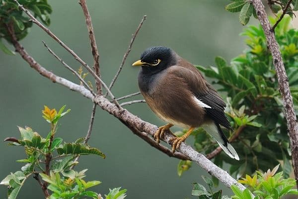 common-myna