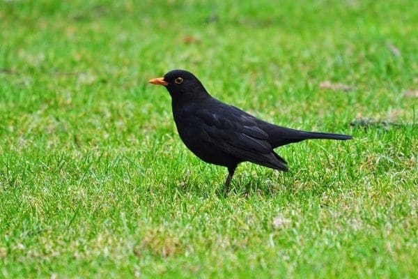 eurasian-blackbird