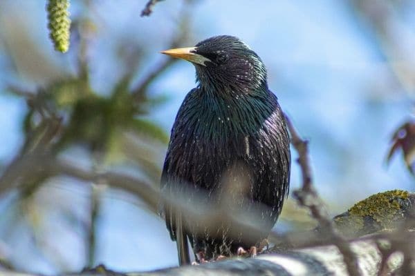 european-starling