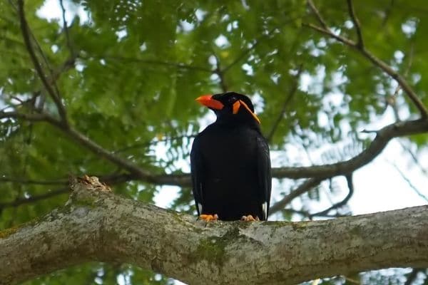 hill-myna