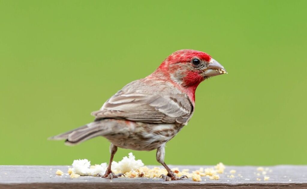 house-finch-eating