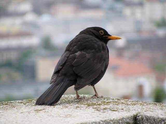 black-bird-with-yellow-beak
