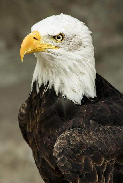 why-are-bald-eagles-called-bald