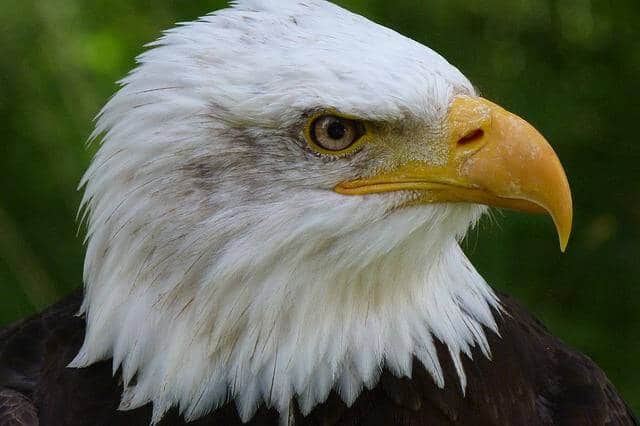 why-are-bald-eagles-called-bald