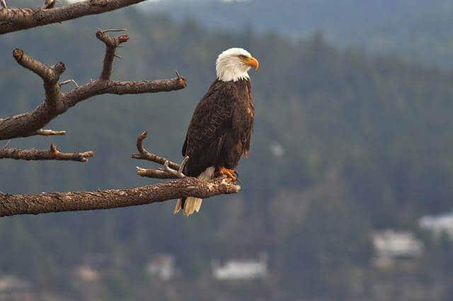 why-are-bald-eagles-called-bald