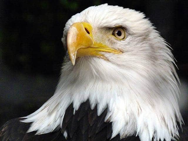 why-are-bald-eagles-called-bald