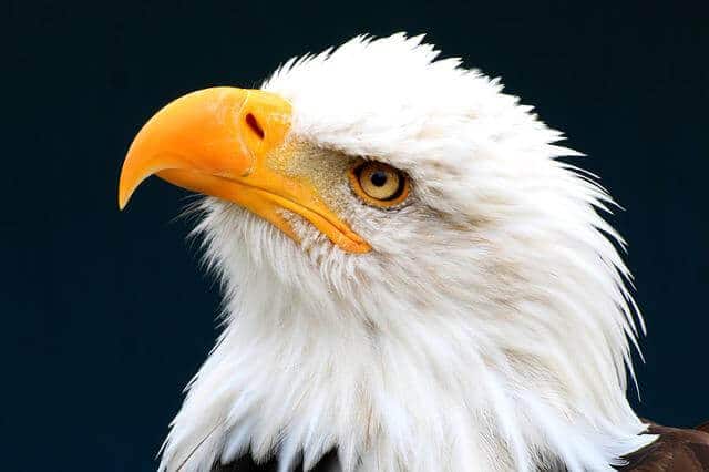 who-named-the-bald-eagle-the-bald-eagle