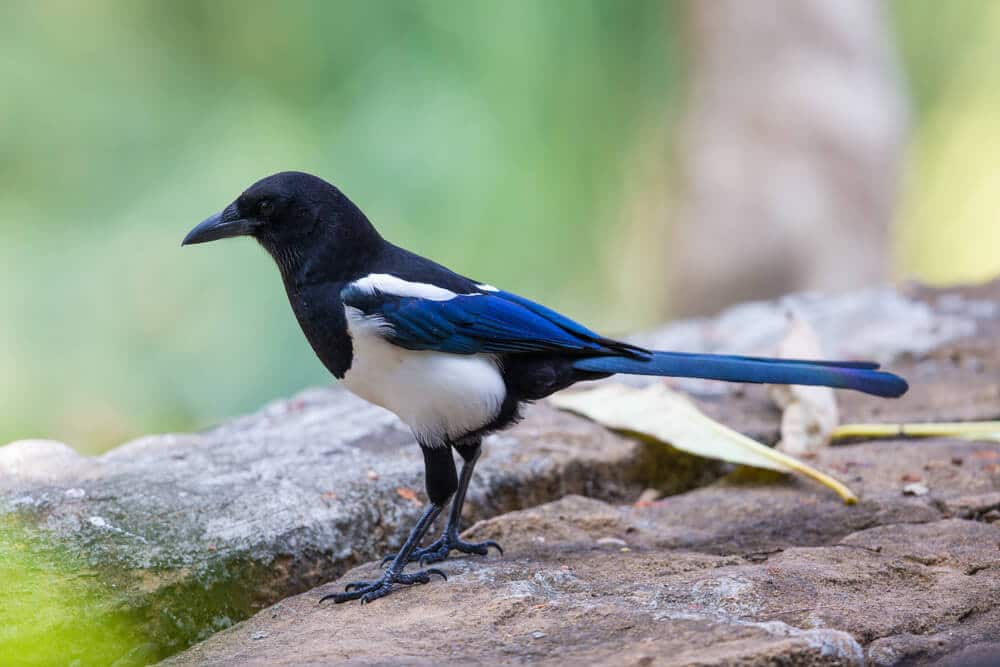 Black Billed Magpie Standing On A Rocky Surface