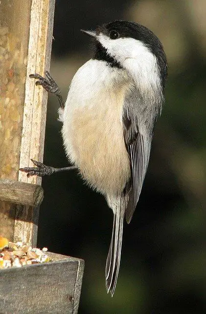 Black Capped Chickadee Perched On A Feeder