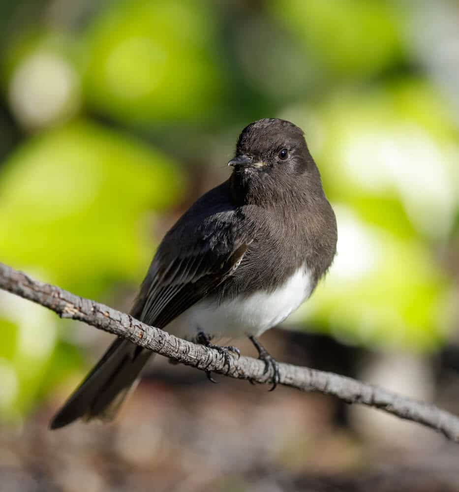 A Black Phoebe Perched On A Wooden Twig