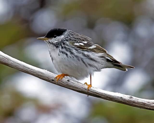 Blackpoll Warbler Perched On A Wooden Twig