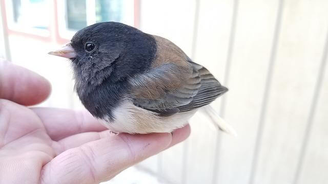 A Dark-eyed Junco Perched On The Palm Of A Man