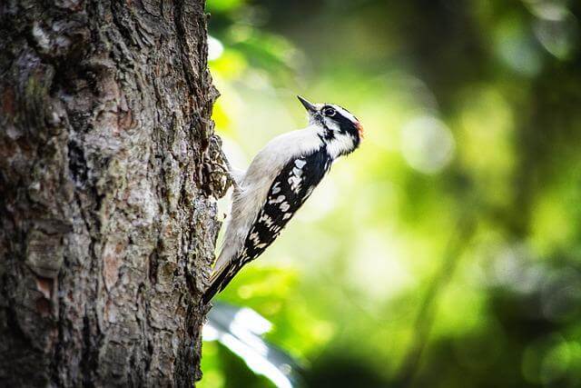 A Downy Woodpecker Perched On A Tree Trunk