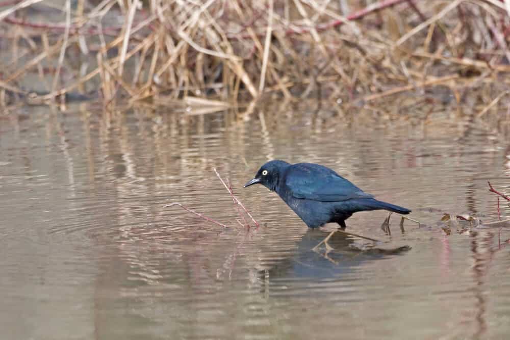 Rusty-Blackbird