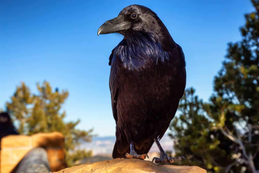 A-Raven-Perched-On-A-Rock