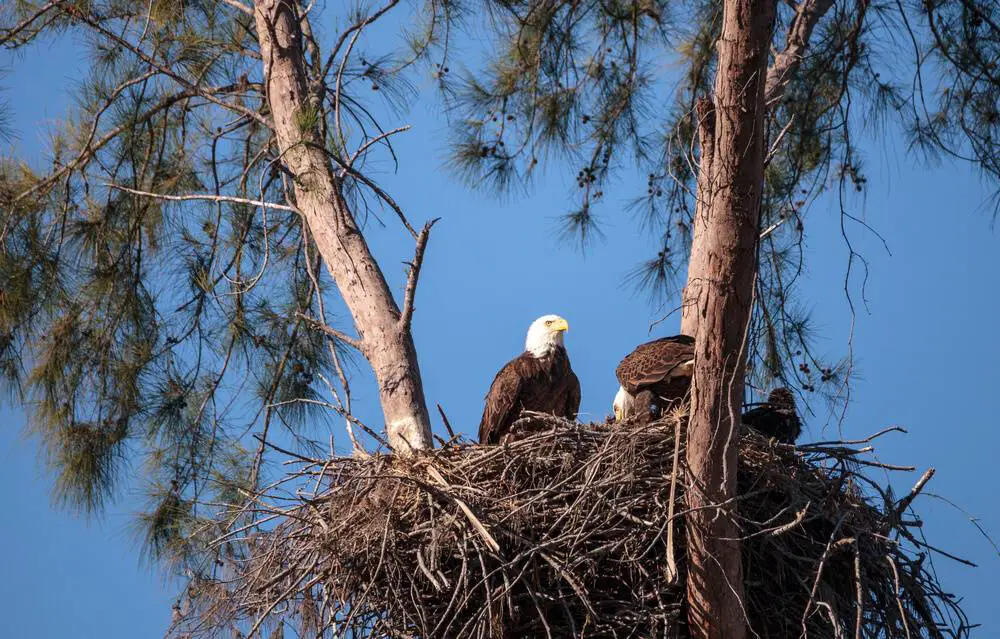 Two Bald Eagles On Their Nest On A Tree