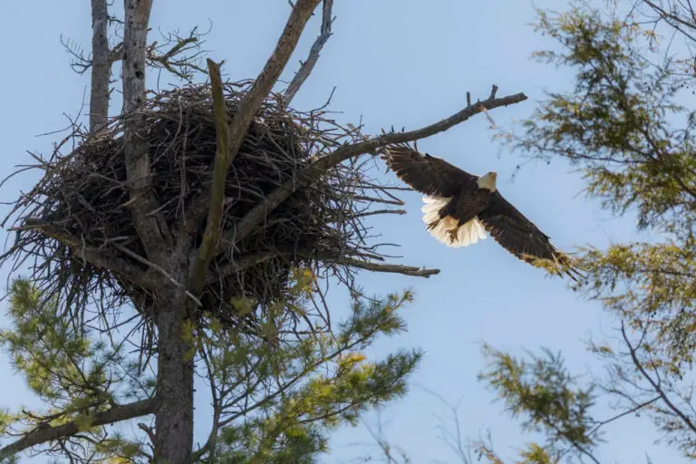 Female Bald Eagle Flying Around The Nest