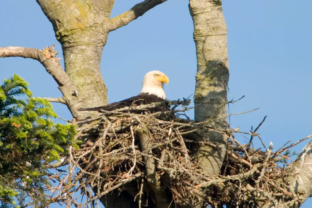 A Bald Eagle Sitting On Its Nest On The Top Of A Tree