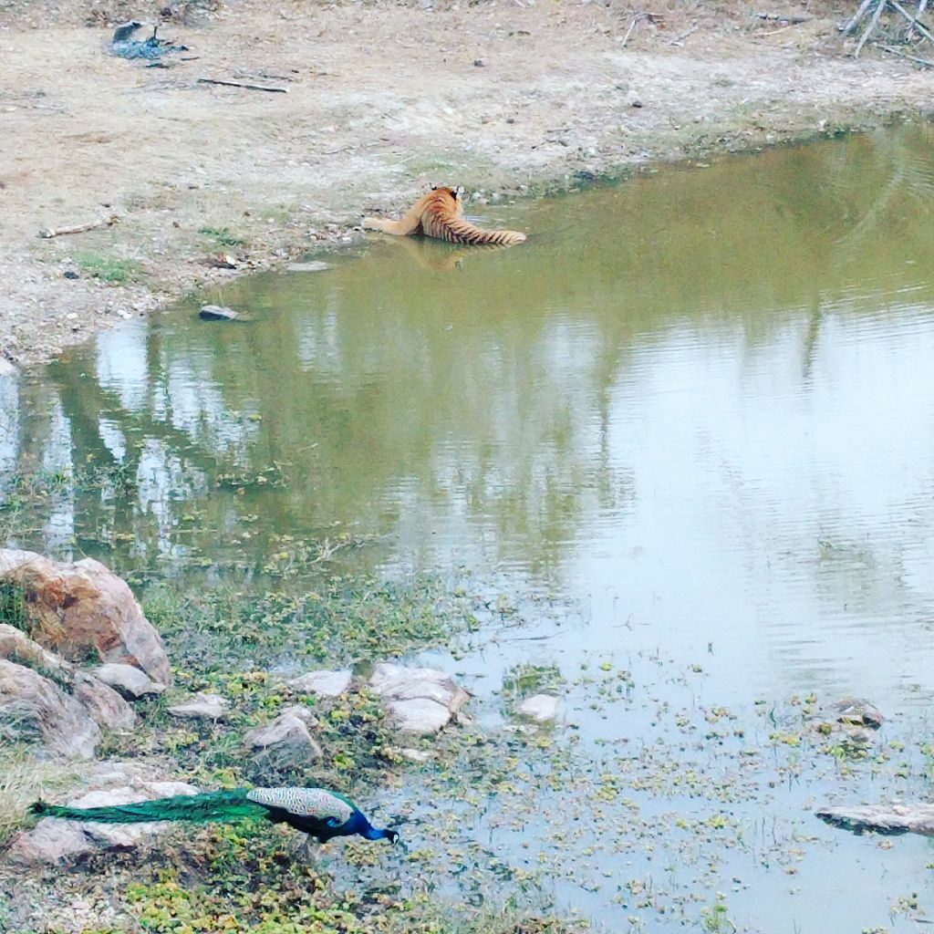 A Peacock Drinking Water From A Pond Near A Tiger In The Wild