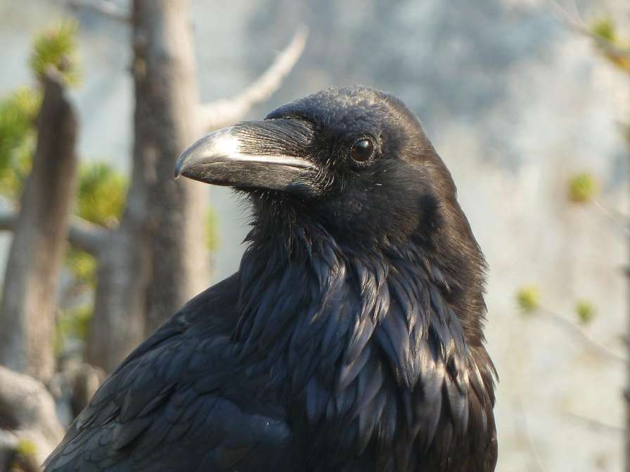 A-Raven-Closeup