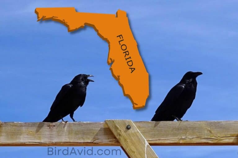 are-there-ravens-in-florida