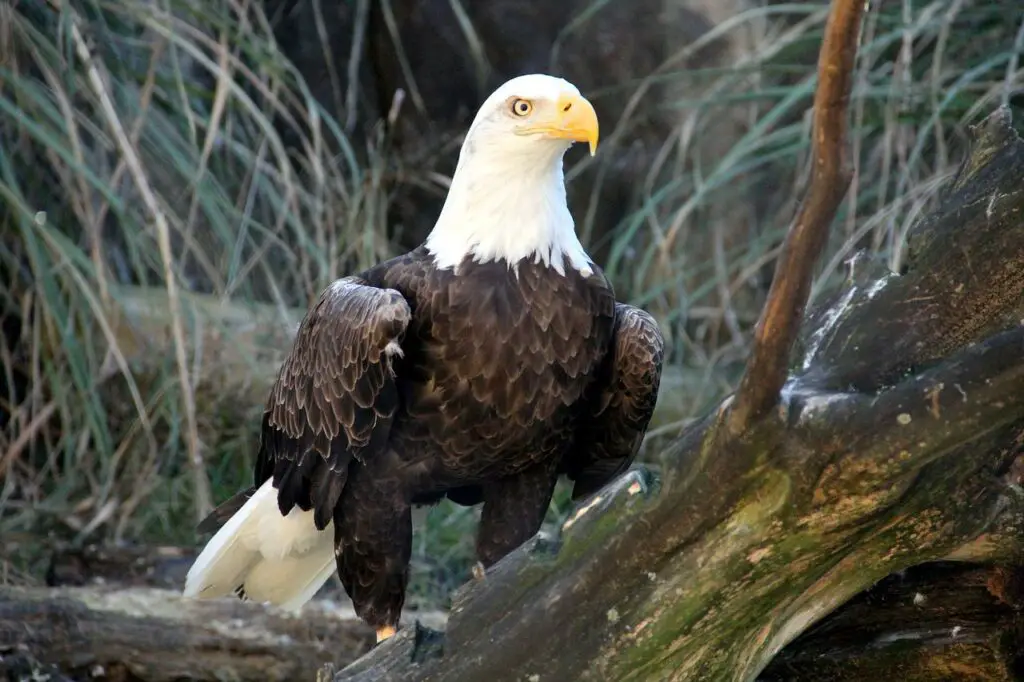 A Bald Eagle In The Standing Position Looking From Behind The Woods