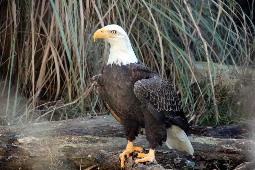 A Bald Eagle Perched On A Wood Near Water Source
