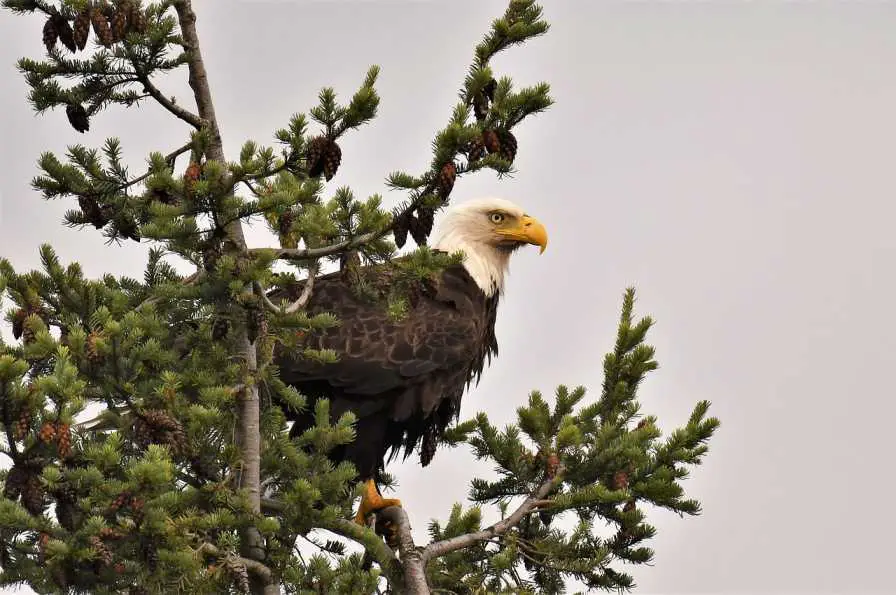 A Bald Eagle Perched On A Tree