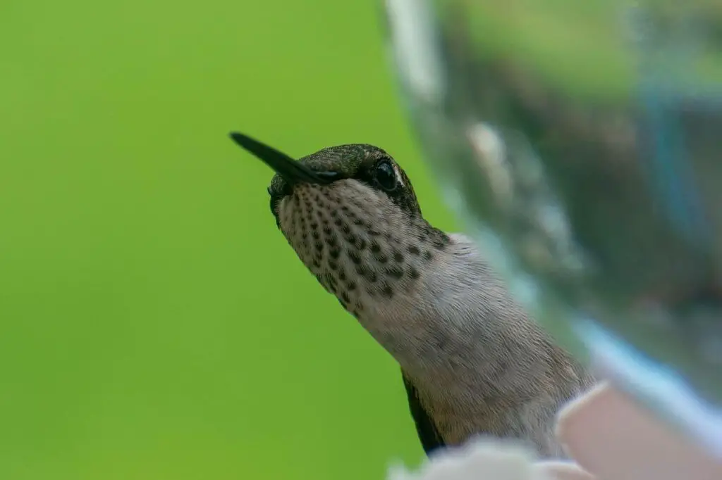 A-Hummingbird-Closeup-From-Front-Angle