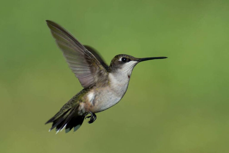 Do-Hummingbirds-Like-Jasmine