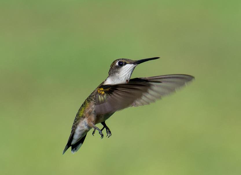 A-Hummingbird-Flying-In-The-Garden