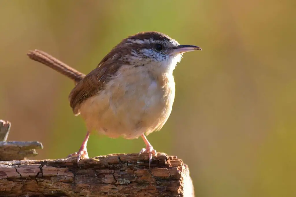 Carolina-Wren