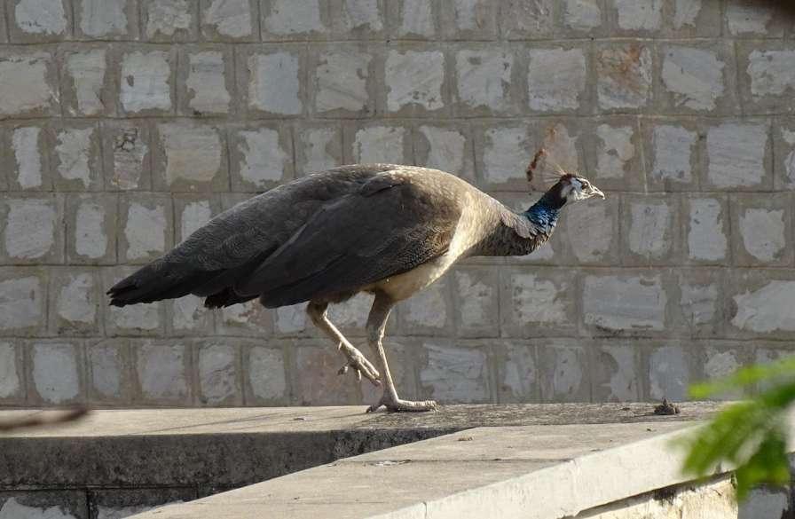 A Peahen Standing On A Concrete Surface With One Leg Up And Head Slightly Down