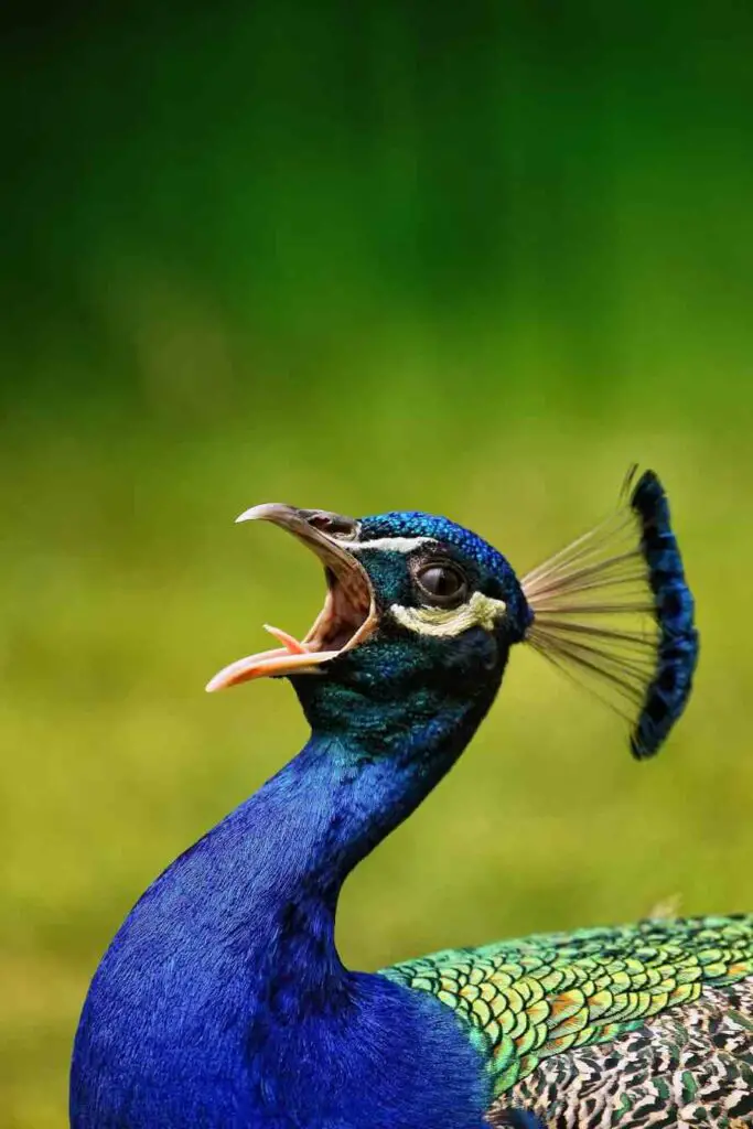 A Peacock With His Mouth Open And Making A Call